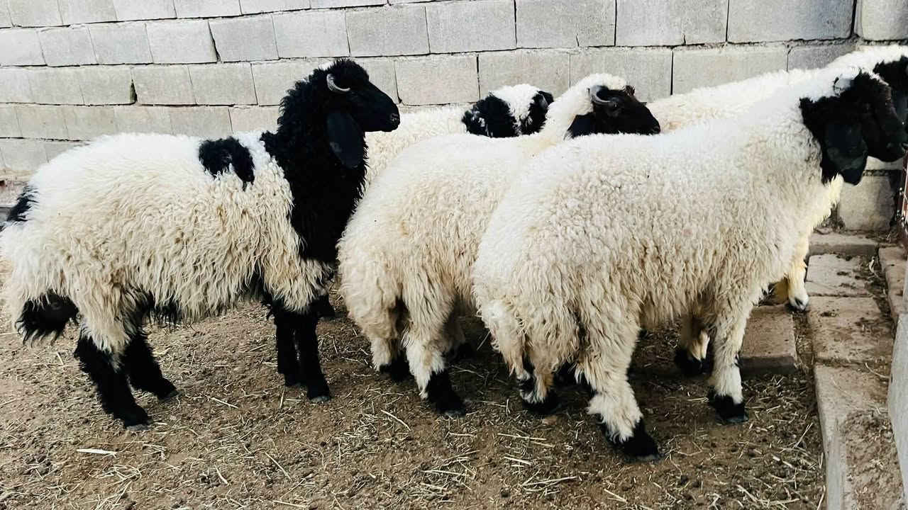 6 طليان سمان
سعر الزوج 775
المكان العلم سمره
*********** 
لا يوجد حجز
لا يوجد توصيل
