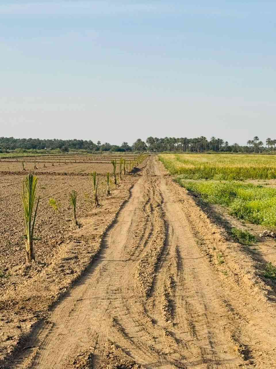 10دونم سند 25 يبعدن عن الشارع 100متر طريق الزوار  مقابيل الجوز و10ثانيه بصفهة لزك هنه ثنينهن الشخص واحد عشرة بستنه جديد  والي مابستنه هم اله مي اساله كهرباء موجود بيهة الصويره سعر دونم 20 للاستفسار على رقم ***********

