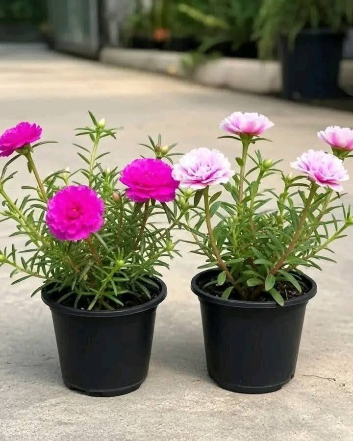 شتلات • ورد جوري سلطاني • داوودي