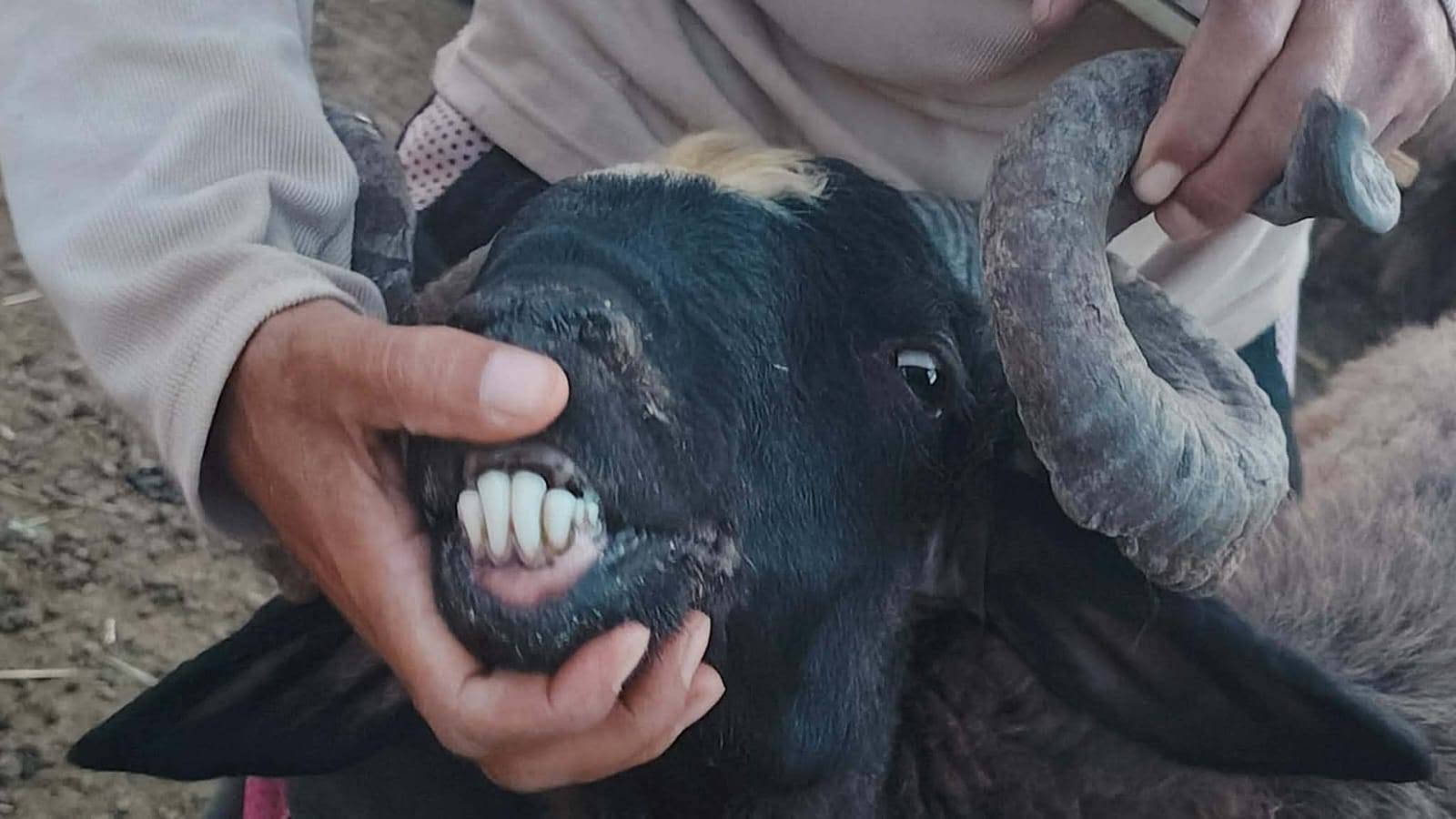 بسم الله تبارك الرحمن ♥
اخوان ماشالله متاح فحل اسود اغر شرط لفحوليه هدد و كضب مبدل 4 سنون فحل خشان وطول فول نصاح شرط سعره 735 مكان الانبار حديثه وتوصيل موجود جميع محافضات العراق حسب لاتفاق الشراي يتصل وبي خير ويدلل *********** وبي واتساب

نص مكتوب في الصور:
- HONOR X9c
