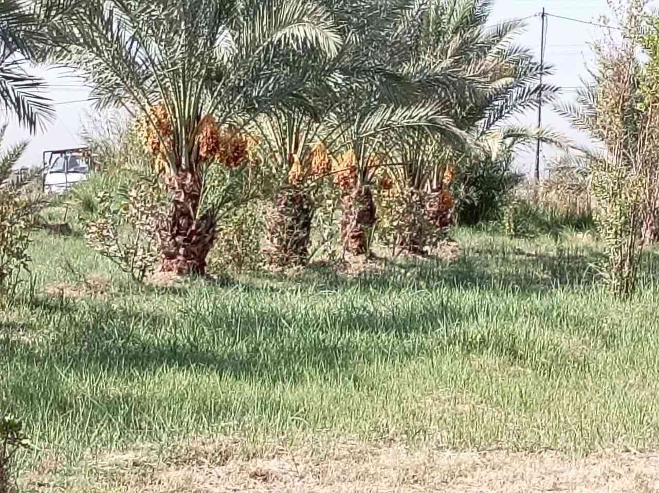 يا الله 8 دونم ونص للبيع مزروعه نخيل 250 نخله + رمان + تين + تفاح ع طريق السنيه السايدين نزله معامل الطابوق عل شط مباشر واجه 100ونزال 200 + مشتمل 100 متر مربع كهرباء موجود للستفسار اتصلو *********** اتصال فقط 👉 *********** واتساب فقط 👉

