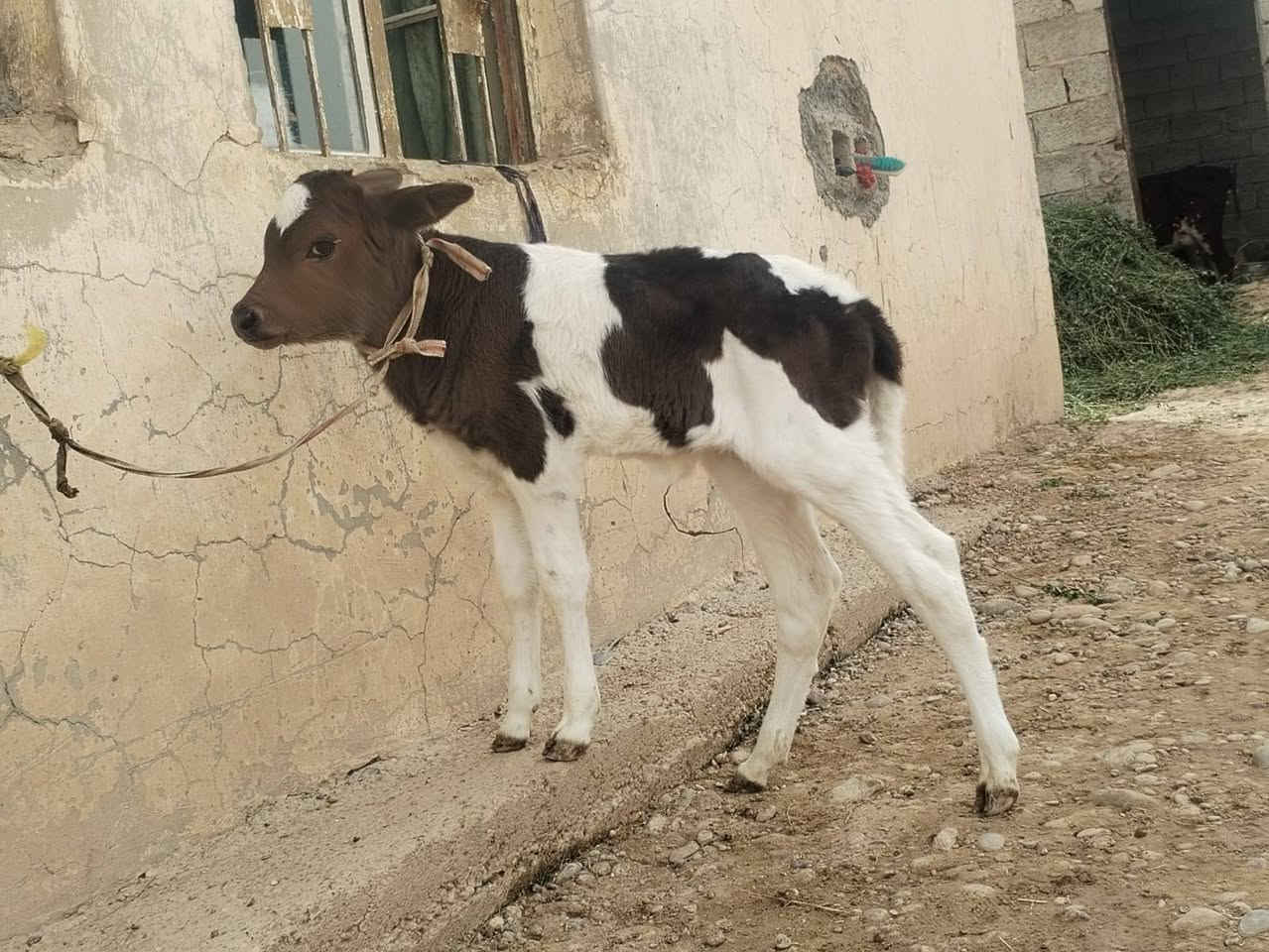 مبادلة • كوشة • ناحية الزاب