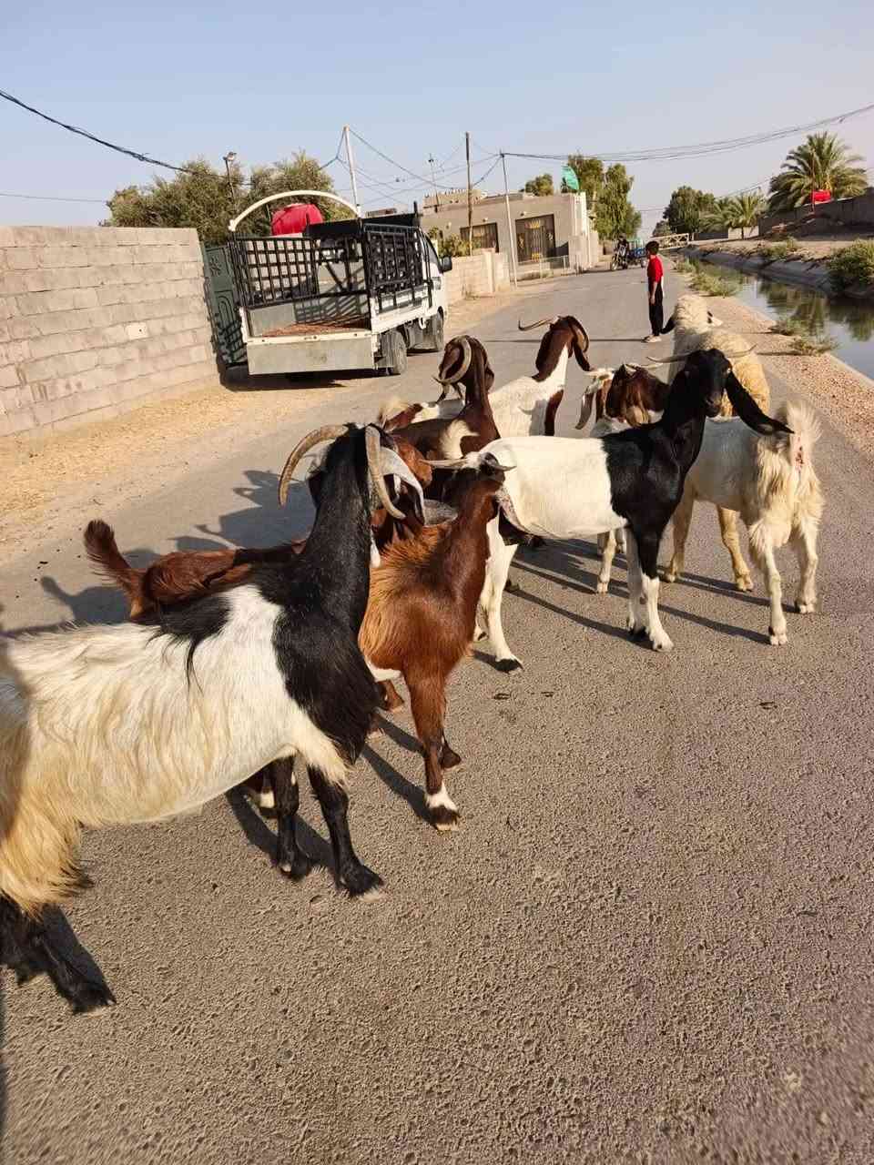 بسم الله ما شاء الله
صخول العدد اربعه مطافيل بناتهن بكدهن حلال حلو وخير من الله +ورجينه سمينه وينهم الجناية حلال رقم واحد
المكان واسط الشحيميه قريه ١٠
***********
ملاحضه اخوان اشتري جميع المواشي وشتريد من ذبايح مال مناسبات مال ارباط حلال جني عدي
