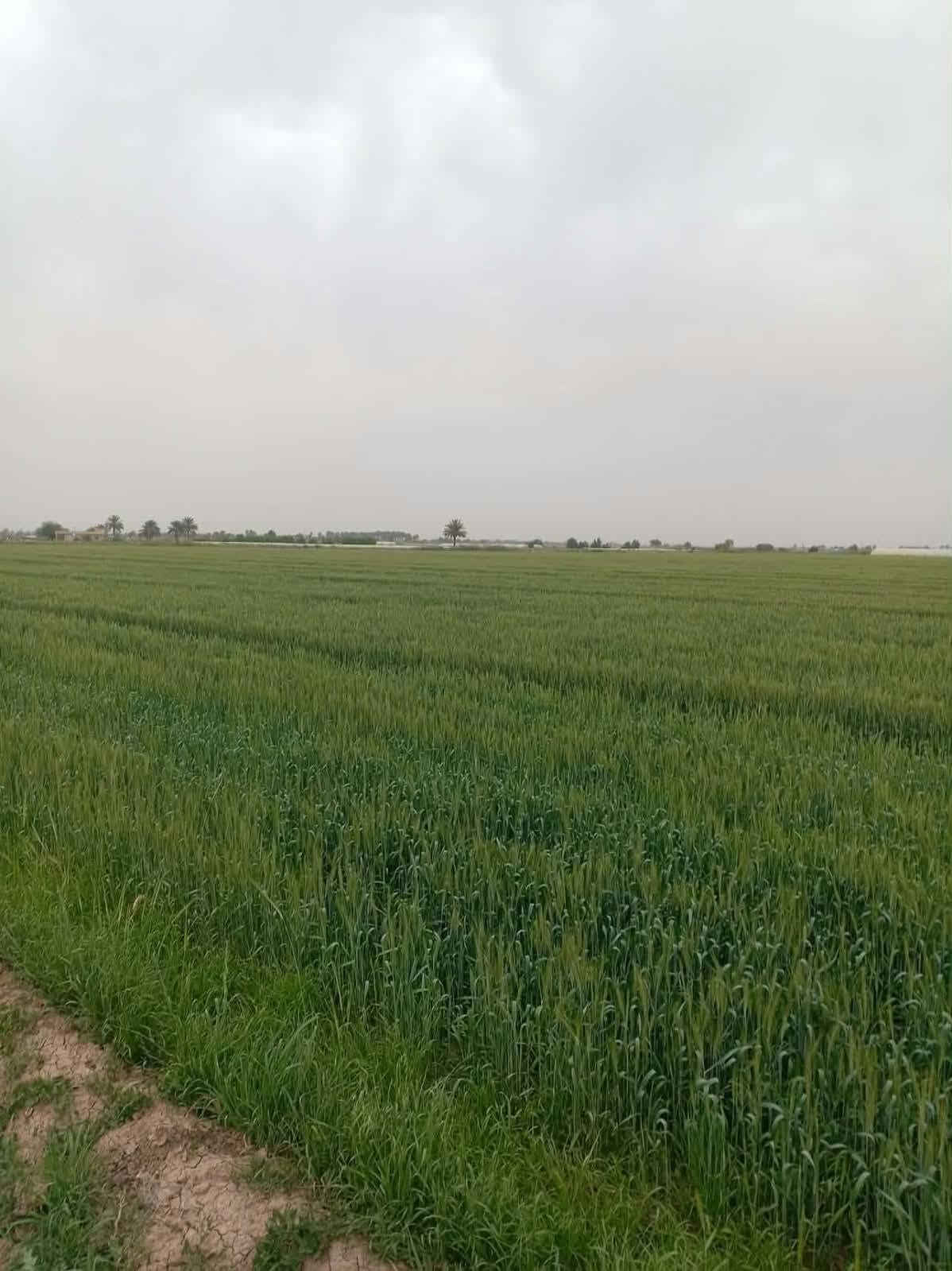 الرحمانية • ٥٧ دونم • ماء سقي