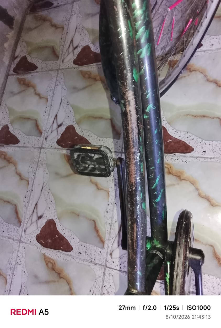 باسكل • بصرة • للبيع