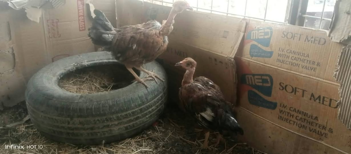 ديك استرالي • انفنكس هوت ١٠