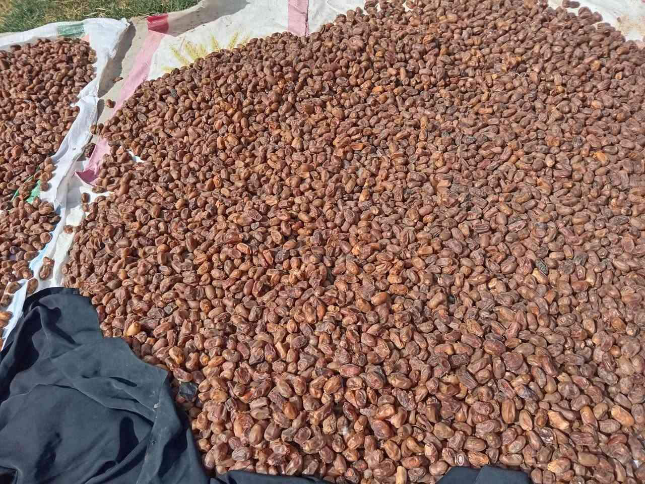 تمر شوثي • خشن