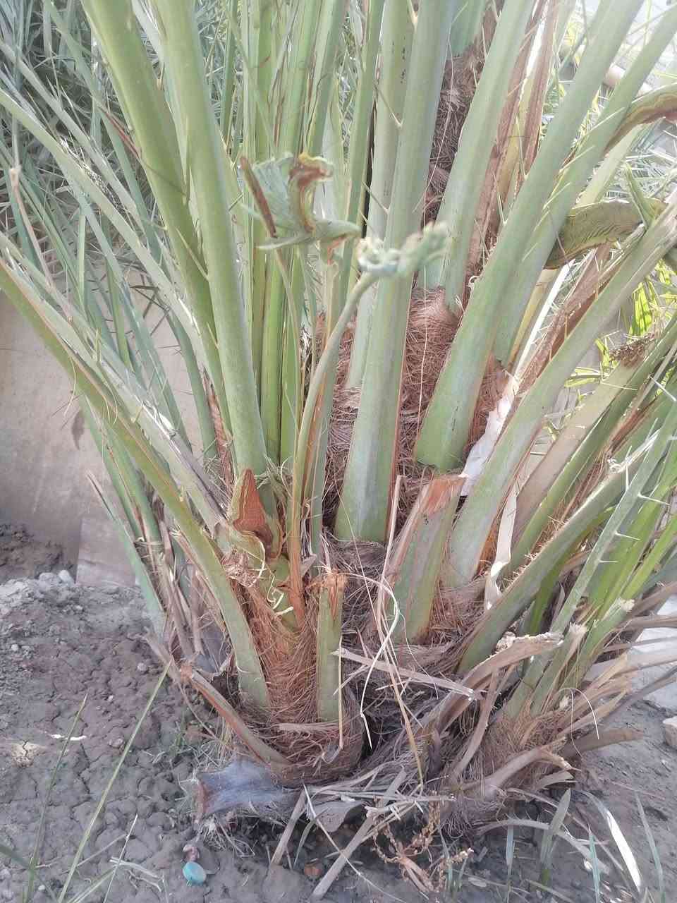 فروخ برحي بحر السعر جدآ مناسب
*********** وتساب
