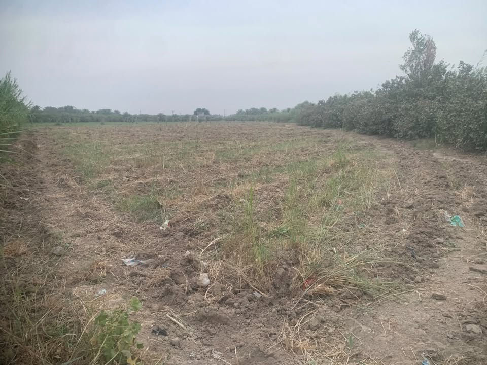 برينج • دونمين ونص • سند ٢٥