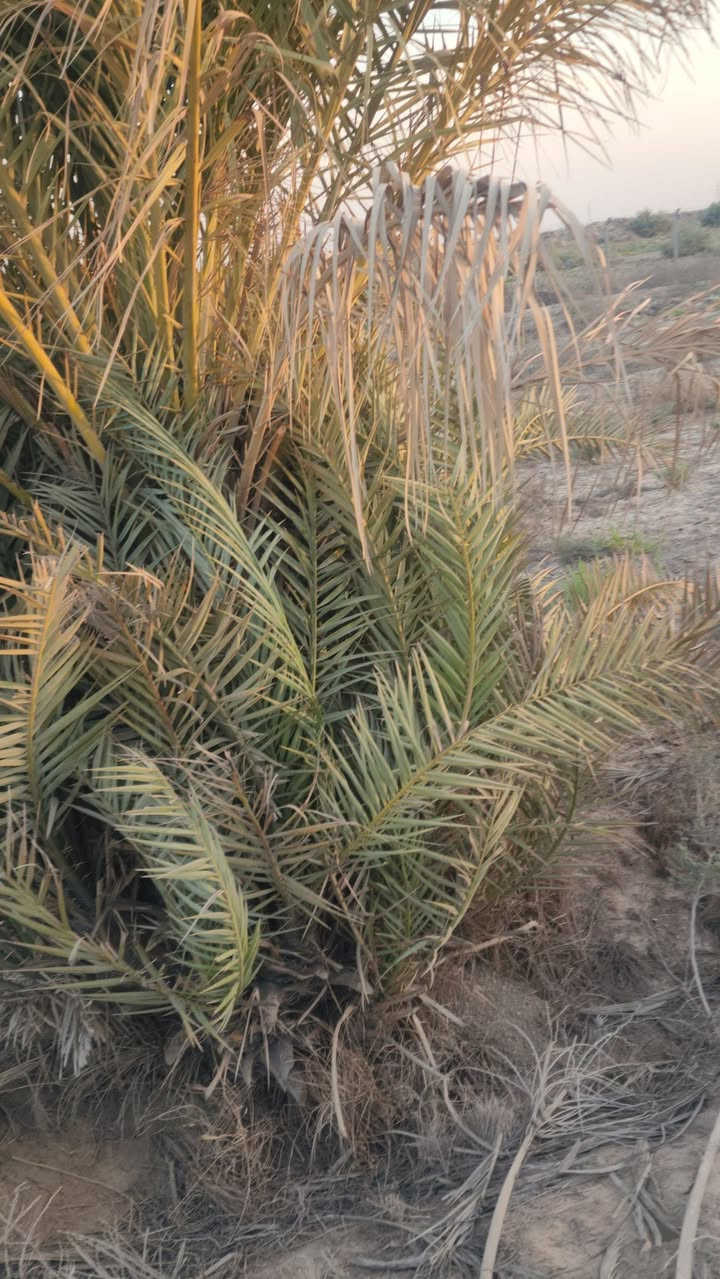 أرض زراعيه للبيع بستان ٢٠دونم سند٢٥ إجازة بستان نخل حمال ديوانيه قضاء السنيه مسيجه من أربع جهات الاتصال على هذا الرقم ***********ديوانيه
