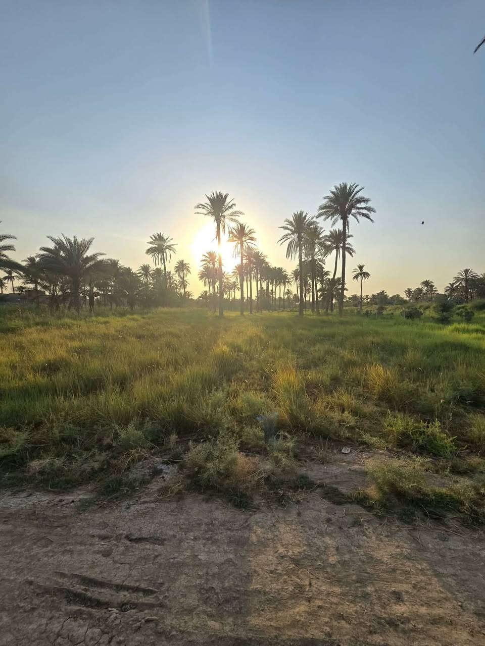 قطعة ارض زراعيه  للبيع في قرية المعيميرة الواجهه ٢٦والنزال ٣٧ونص.  بمساحه كليه ٩٧٥ طريق أكثر من 5 متر  الاستفسار على هذا رقم ***********
