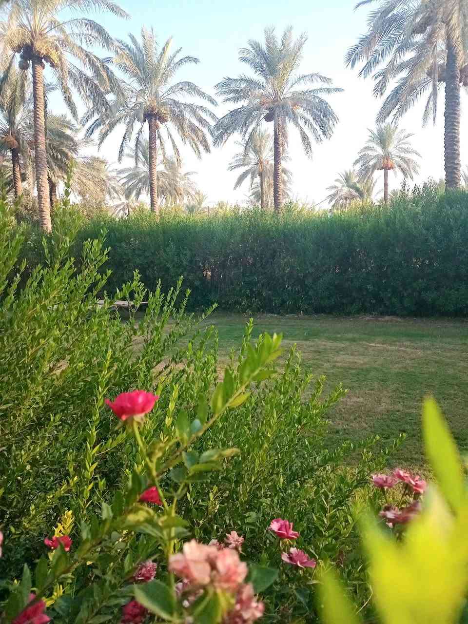 دار للبيع المساحه 1022متر طابو سند 25 سندطابو الاعضميه مساحه البناء 180م 
تحتوي على حديقه أماميه نخيل أصناف متنوعه غرفتين نوم 5×4 صاله استقبال مطبخ 
العنوان بغداد الراشدية قريه الساده البوحياه بدايه منطقة كاضم العلي 
*********** 
***********
