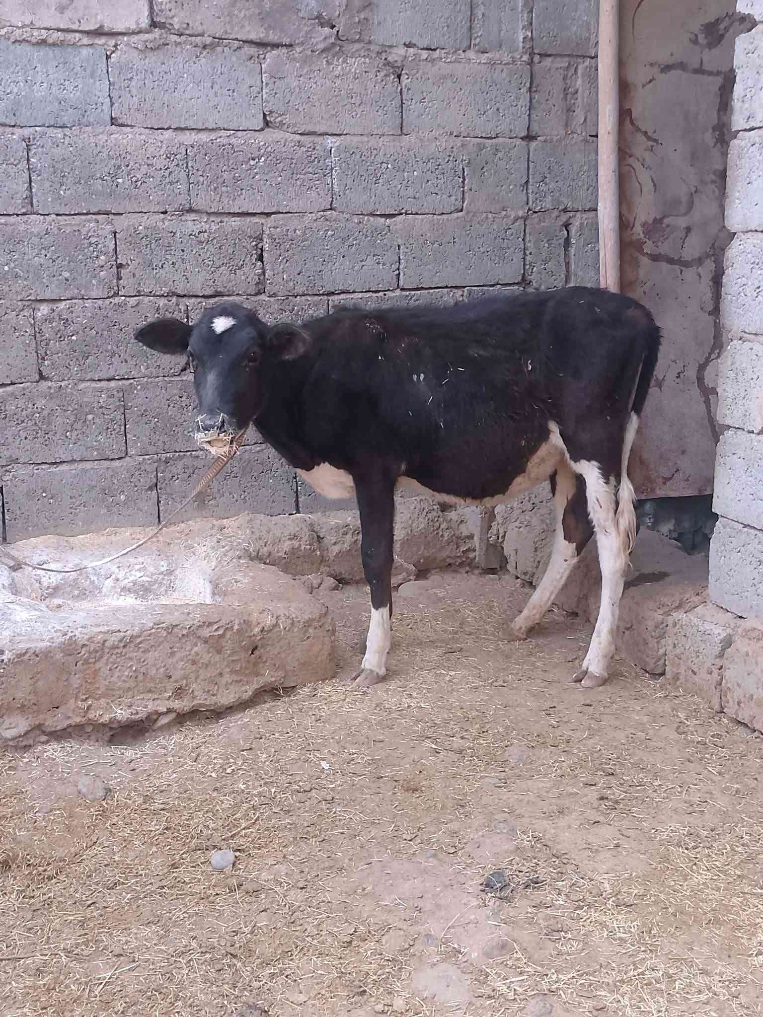 جنس اصليه • قابل تفاوض • شرط النصاحه