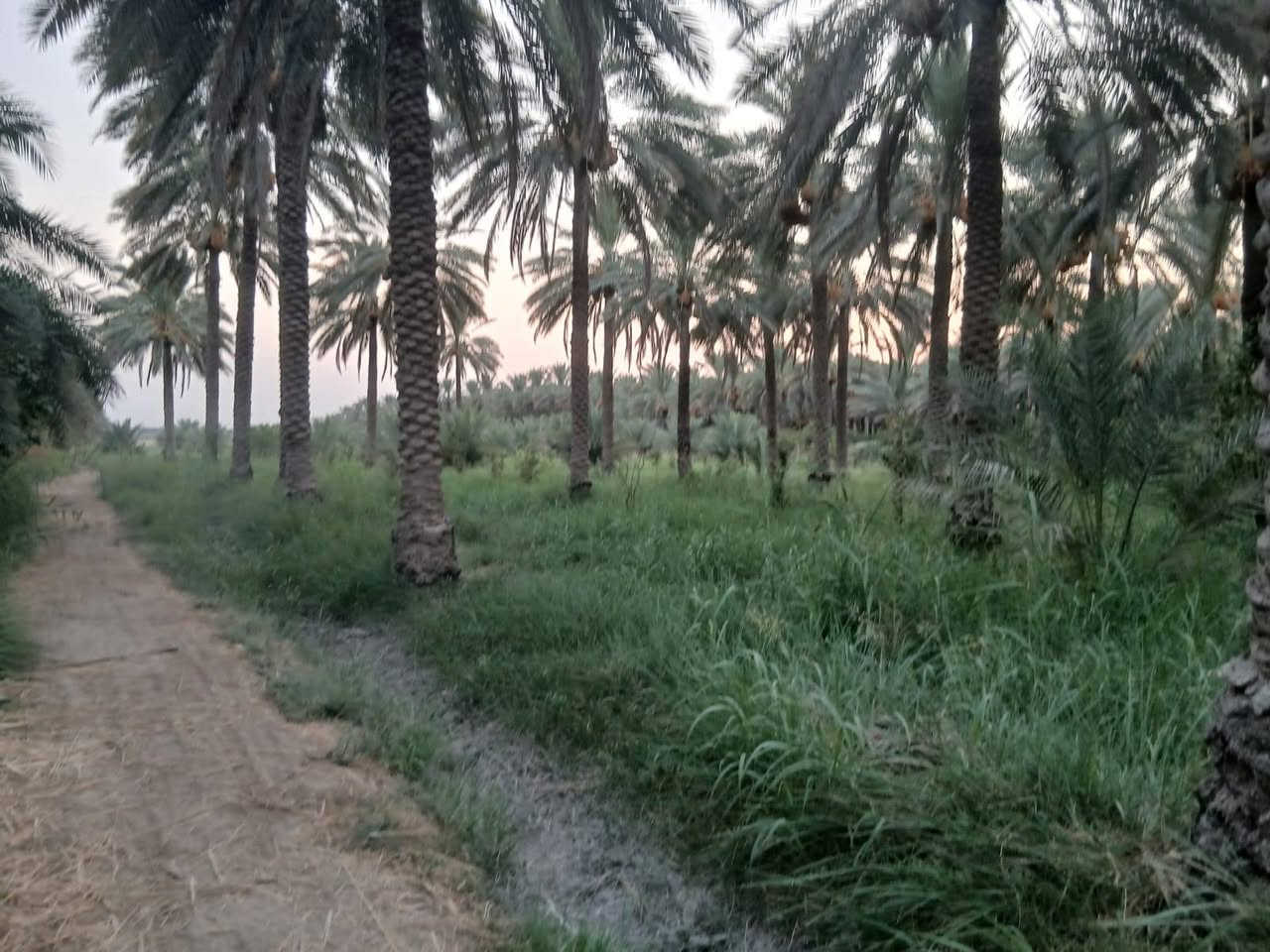 بستان #للب_ي_ع
المساحة 39 دونم 
جميع شروط السكن متوفرة كهرباء وماء اسالة وماء سقي (حصة مائية)
وتحتوي ع 3 بيوت بالاضافة الى شاطية 
العنوان واسط الصويرة - جبيل 

للاتصال والاستفسار ع الارقام ***********

***********
