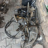شغال • للبيع • كوت داموك
