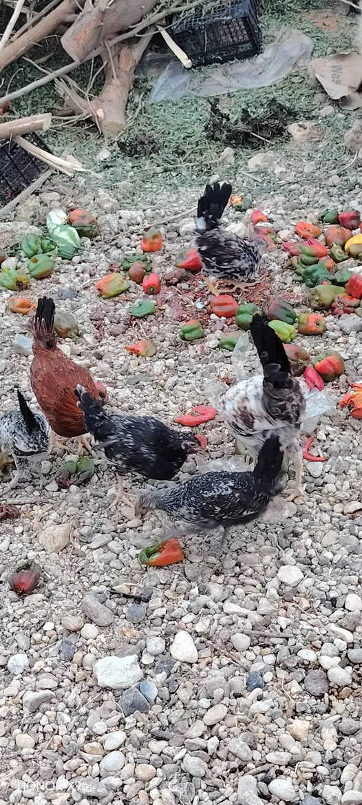 ديوكة • ١٧ • هيت المعموره