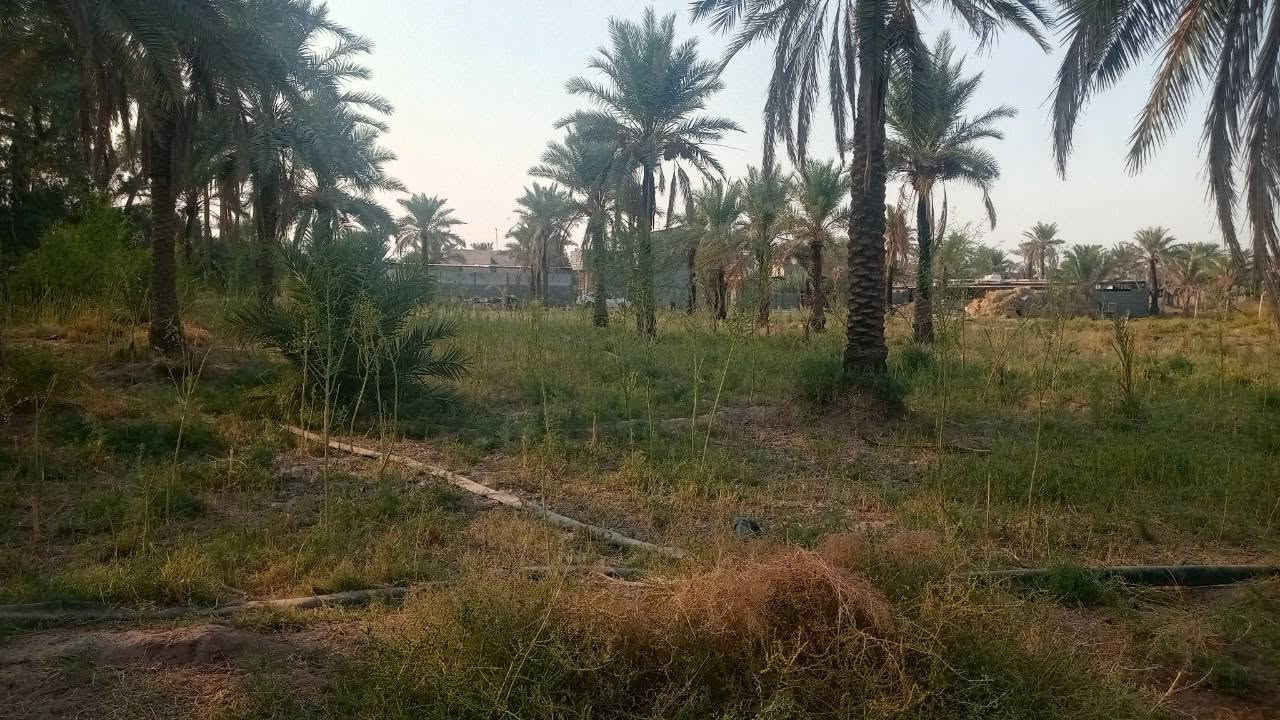 اليوسفية • ٤ دونم • سند ٢٥