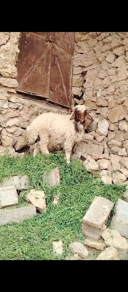 طلي • توصيل • حديثه حقلانيه