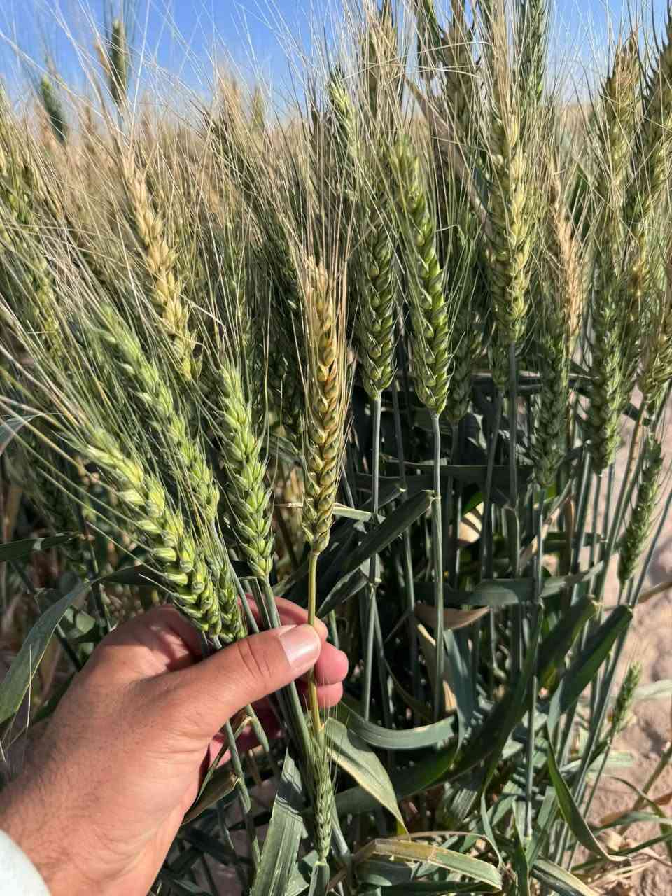 حنطة أكونا • إيطالية • ميسان علي الغربي