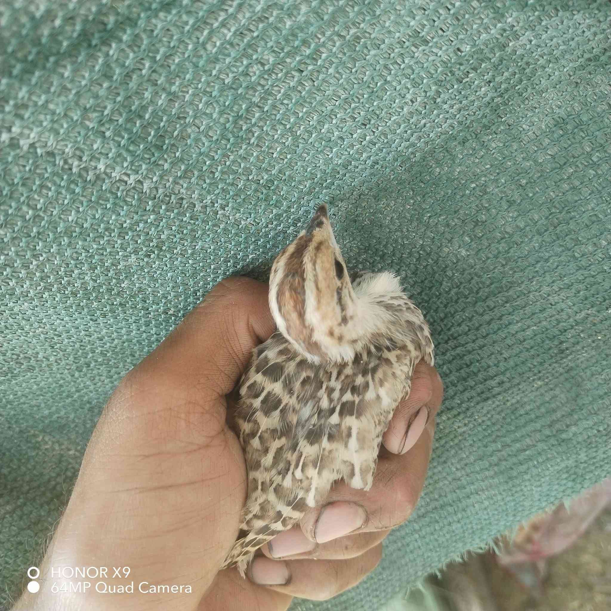 السلام عليكم ورحمة الله
متوفر دراج بري حسب
 الطلب زغار و كبار
 اليتريده موجود
سعر الزوج 30 الف

 ***********
