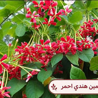 أشجار زينة • شتلات قوية • توصيل لجميع المحافظات