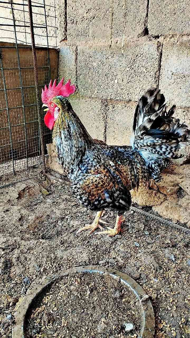 ديج عرب • خشن • سمين