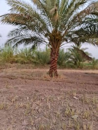 بستان • دونم • خلف جامعه بابل