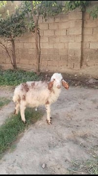 فطيمة • بغداد التاجي