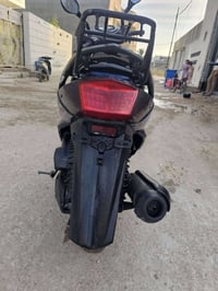 سكنس فحل