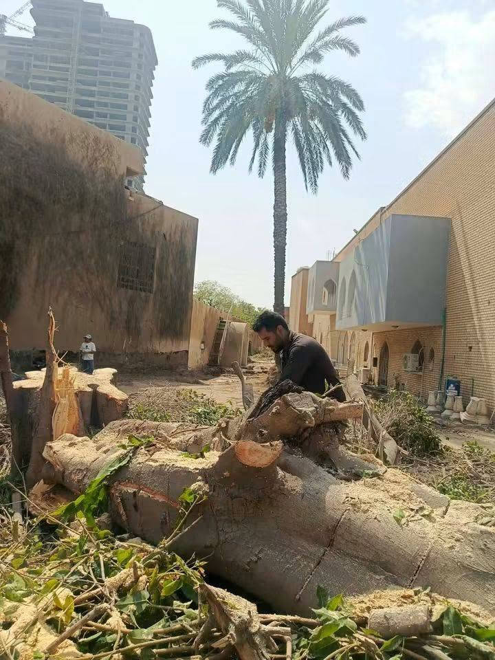 تقطيع الأشجار *********** يوجد واتساب
