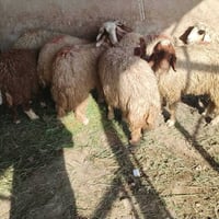 بغداد المحمودية • طليان • ١٦