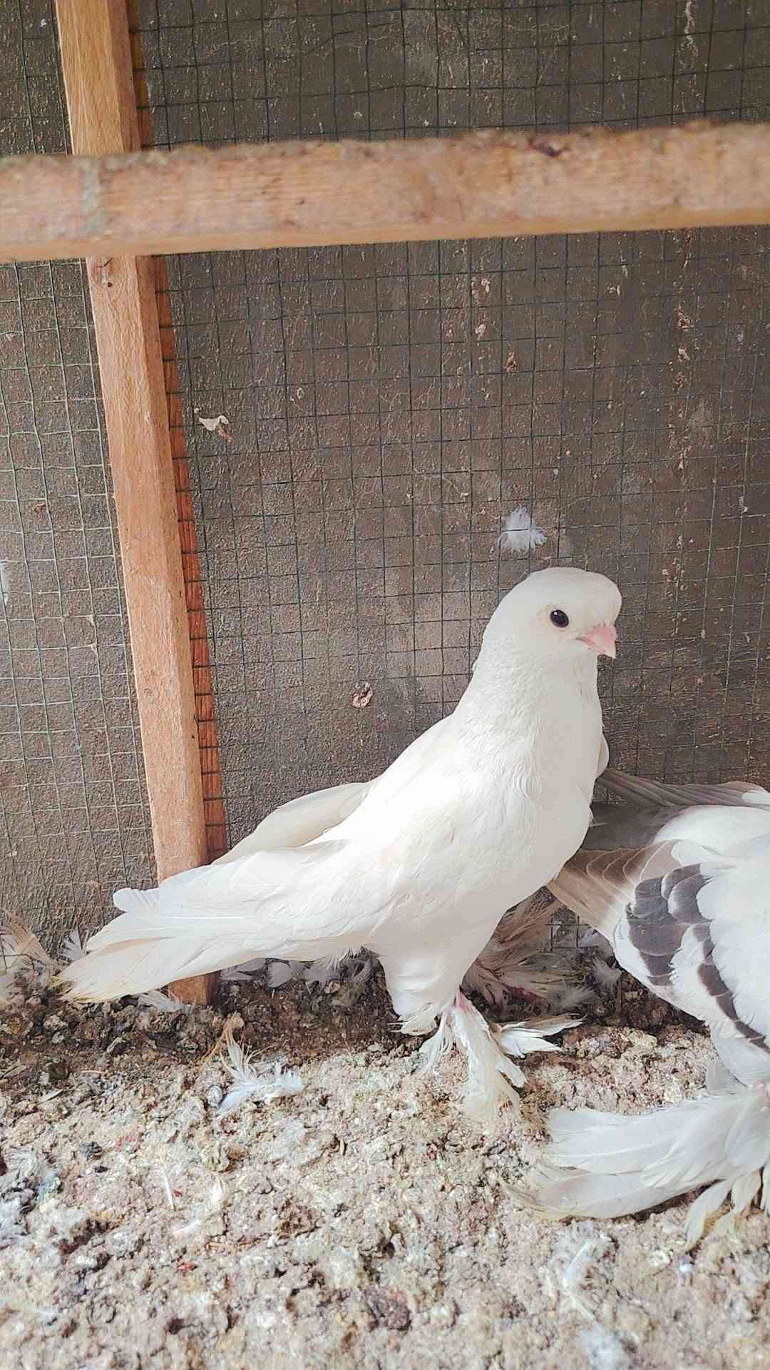 طير • نسل • نجف كوفه