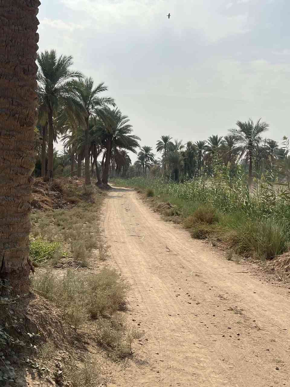 ٦٠٠م • طابو زراعي • ٥٠م من السايلو