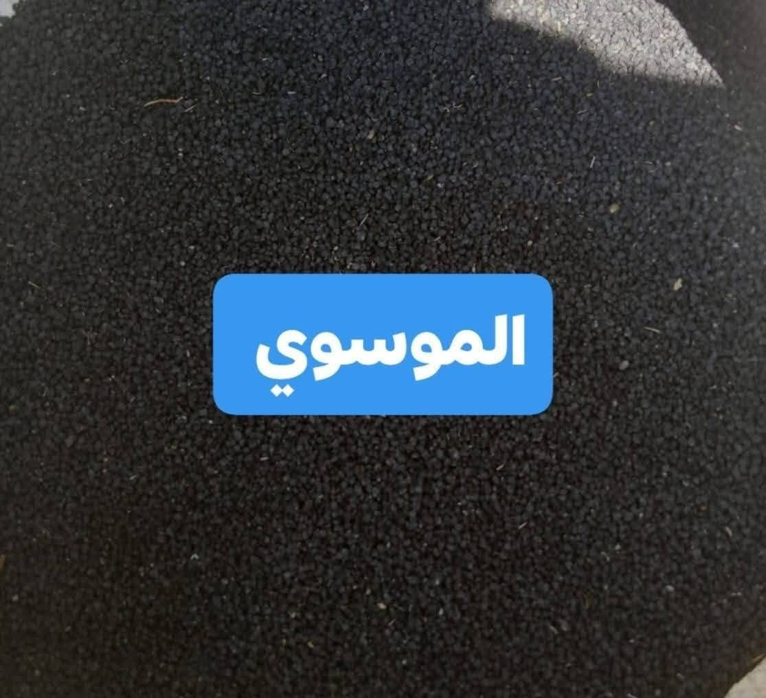 بذور بصل عريب ابو جرخ الحار 
درجه اولى معرب على ادينا ملگط راس راس 
العنوان بابل الكفل ***********
