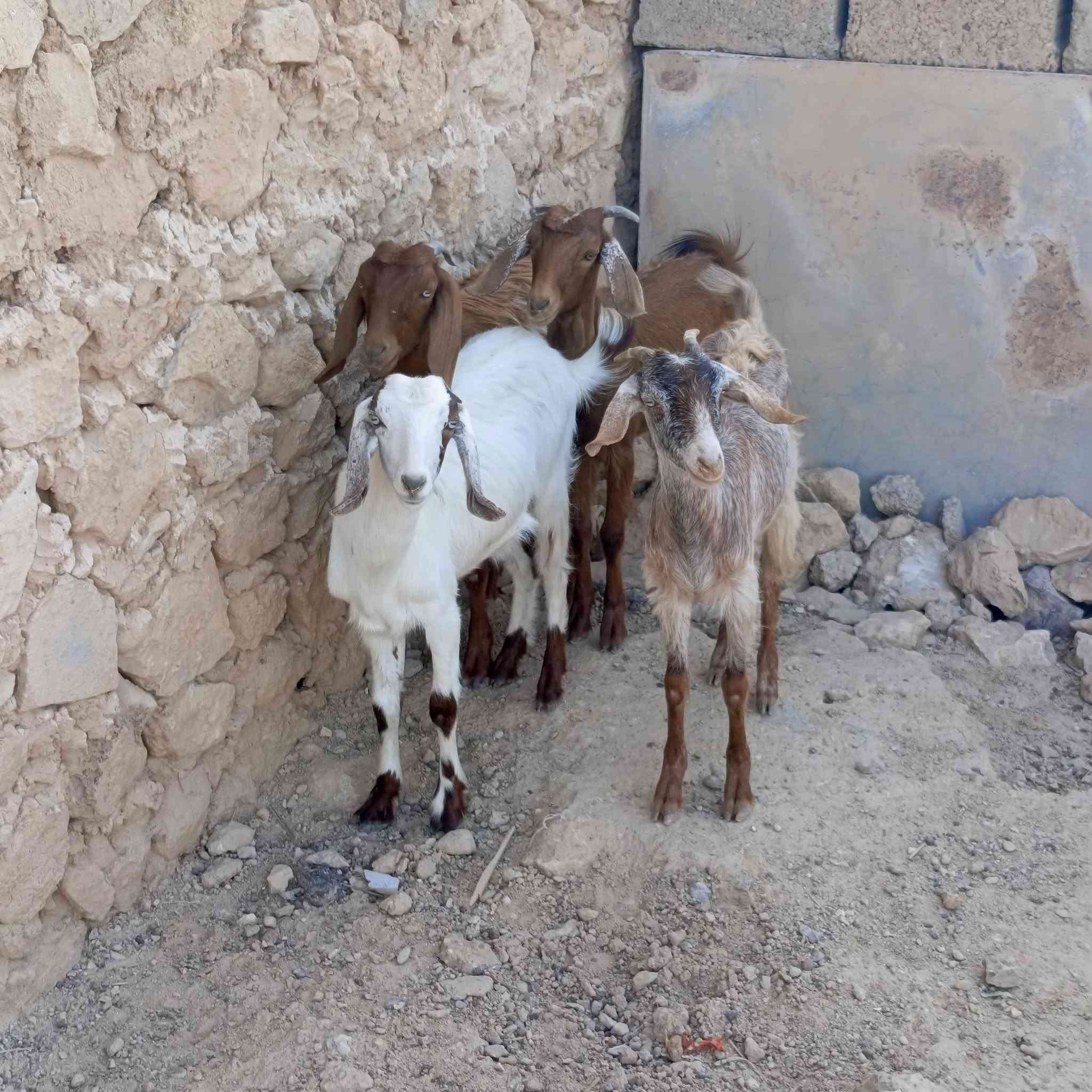 مضربات بشامي • حلال نضيف • أربعة