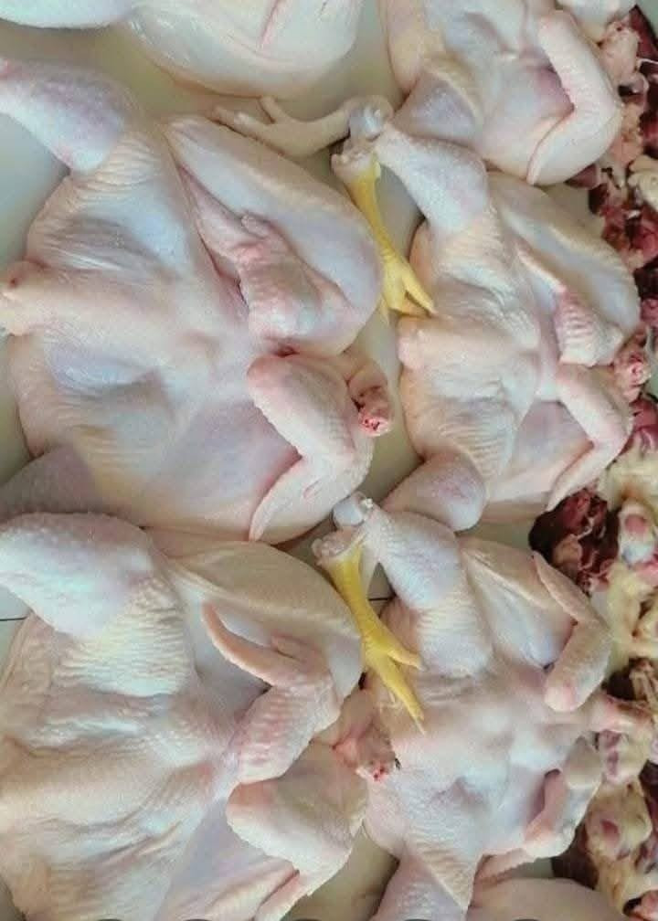 يالله// يتوفر دجاج حي سعر كيلو 2650 كامل هوه تنضيف ***********
