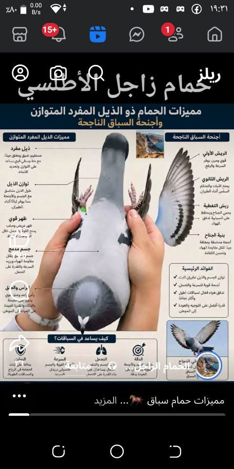 سلام عليكم بيت اللبيع راست الوزراء  البيت 150متر   سعره 175.     ***********

نص مكتوب في الصور:
- ريلز
- حمام زاجل الأطلسي
- مميزات الحمام ذو الذيل المفرد المتوازن وأجنحة السباق الناجحة
- مميزات الذيل المفرد المتوازن
- ذيل مفرد
- مستقيم، ضيق ومغلق جيداً، مع خط وسطي قوي يساعد على التوازن وتحديد الاتجاه.
- توازن الذيل
- طول الذيل متناسق مع الجسم والأجنحة مما يوفر ثباتاً أثناء الطيران.
- ظهر قوي
- ظهر عريض وصلب يمنح القوة ولا حمل خلال الاستحمام أو أية
- جسم مدمج
- جسم منسق يقلل مقاومة الهواء ويزيد السرعة والقدرة على التحمل
- رأس والعنق
- رأس إعم وعنق قوي بدن عصير ومميز بالذكاء والقدرة الجيدة على العودة إلى الموطن
- أجنحة السباق الناجحة
- الريش الأولي
- قوي وممرن، يوفر السرعة والرفح
- الريش الثانوي
- يمنح الثبات والتحكم السلس أثناء الطيران
- ريش التغطية
- يحمي الجناح ويحافظ على انسيابية تدفق الهواء
- بنية الجناح
- أجنحة متناسقة ومعلقة جيداً تقلل مقاومة الهواء وتحسن الكفاءة
- الفوائد الرئيسية
- توازن الجسم والذيل لطيران ثابت ✓
- أجنحة قوية للسرعة والتحمل ✓
- تدفق هواء فعال لسباقات أطول وأكثر نجاحاً
- قدرة أفضل على التوجيه والعودة إلى الموطن
- كيف يساعد في السباقات؟
- التمايز
- يحافظ على ثبات الحمامة في الرياح والمسافات الطويلة.
- السرعة
- انسيابية يزيدان السرعة.
- التحمل
- بناء القدرة على التحمل.
- الدقة
- العودة بدقة.
- الحمام الزاجل
- مميزات حمام سباق ... المزيد