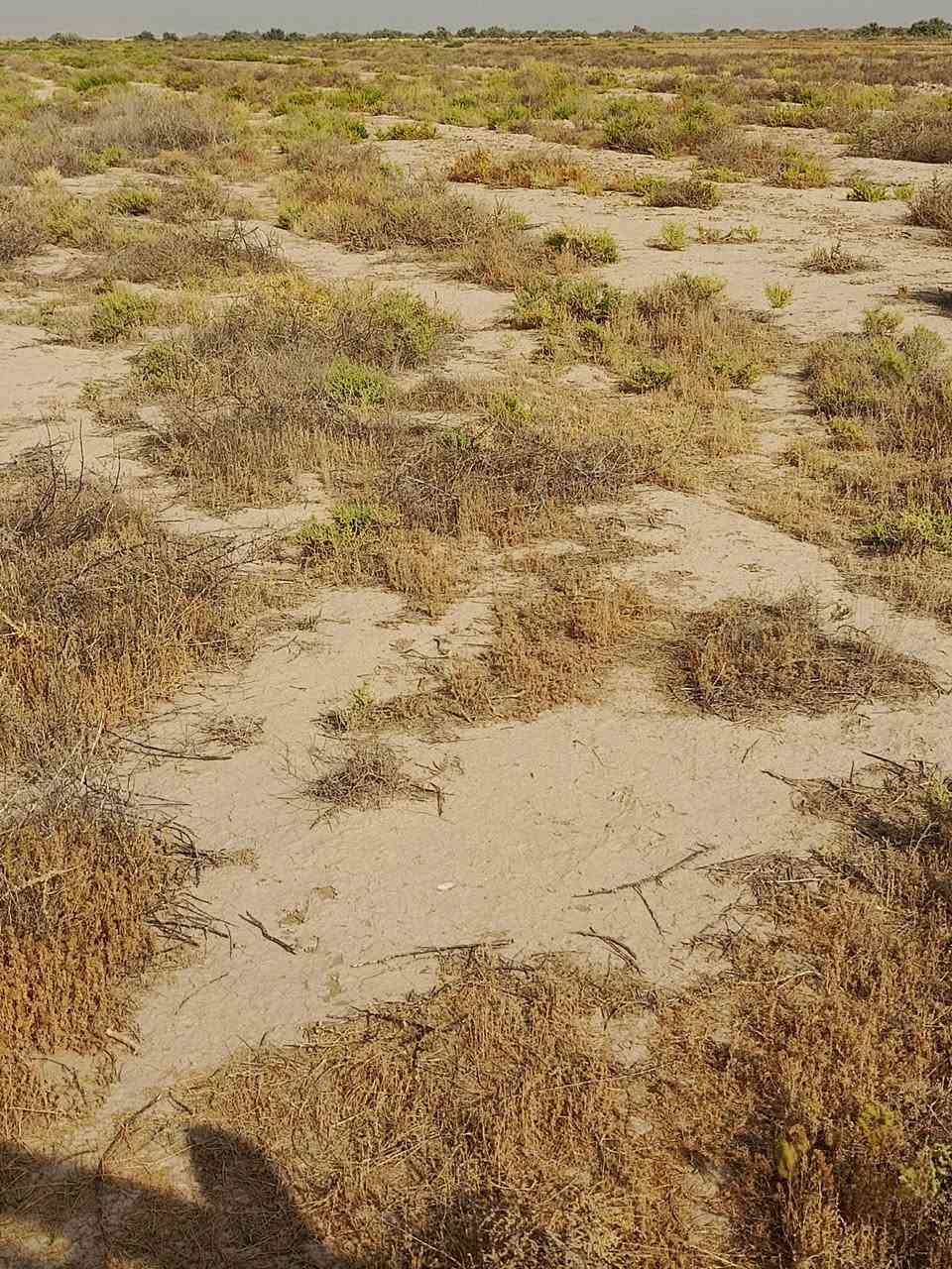 أرض زراعية • ١٢٠ دونم • الشروه قرب المطار