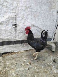 ديوكه • للبيع