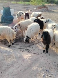 طليان سمان • ١٥ • تكريت