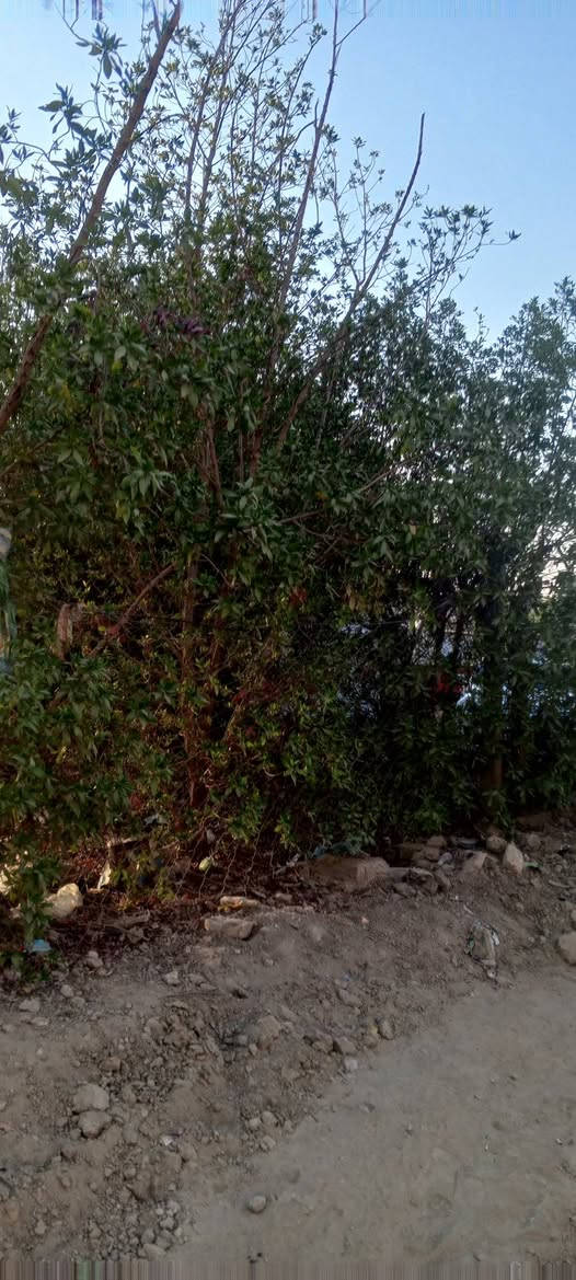 دار للبيع طابو صرف المساحة 200م العنوان الحمزة الغربي حي العسكري مقابيل متنزه ومقابيل ساحة ناجي القديمة البيت يتكون من ثلاث غرف وصالة ومطبخ واستقبال وصحيات داخلية وخارجية وكراج سيارة وحديقة صغيرة البناء طابوك موقع جيد السعر 115 الاستفسار الاتصال على الرقم ***********
