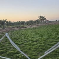 ٢٥دونم • طابو زراعي • منطقة السجاد