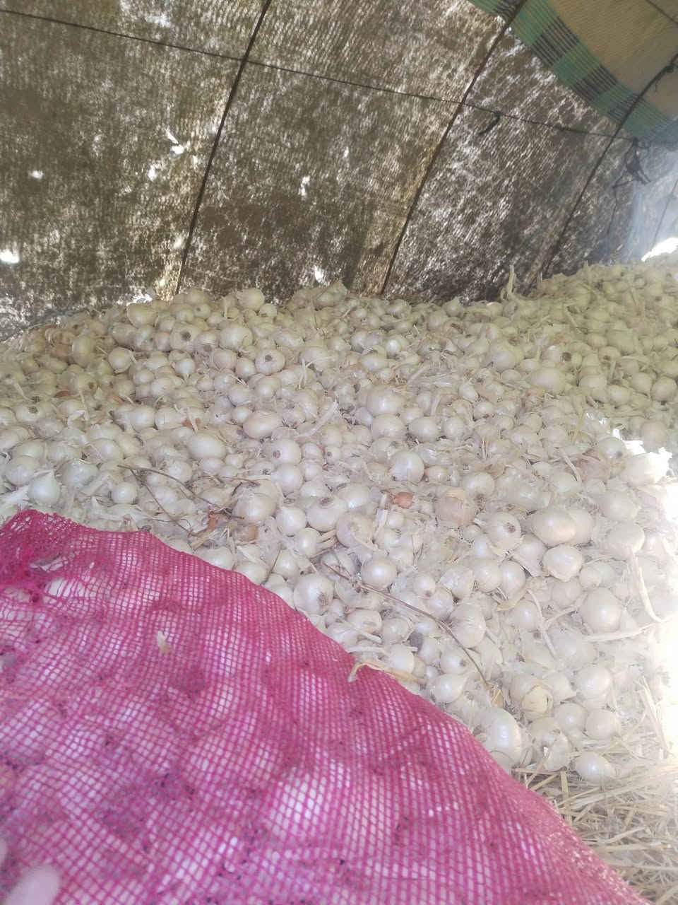 السلام عليكم
فسقه بصل متعهد بيها البيع

فسقه جرخ درجه اوله بذور زيد بن علي (الكفل)

الكميه خير من الله

السعر خاص او تصال

***********

واسط الصويرة
