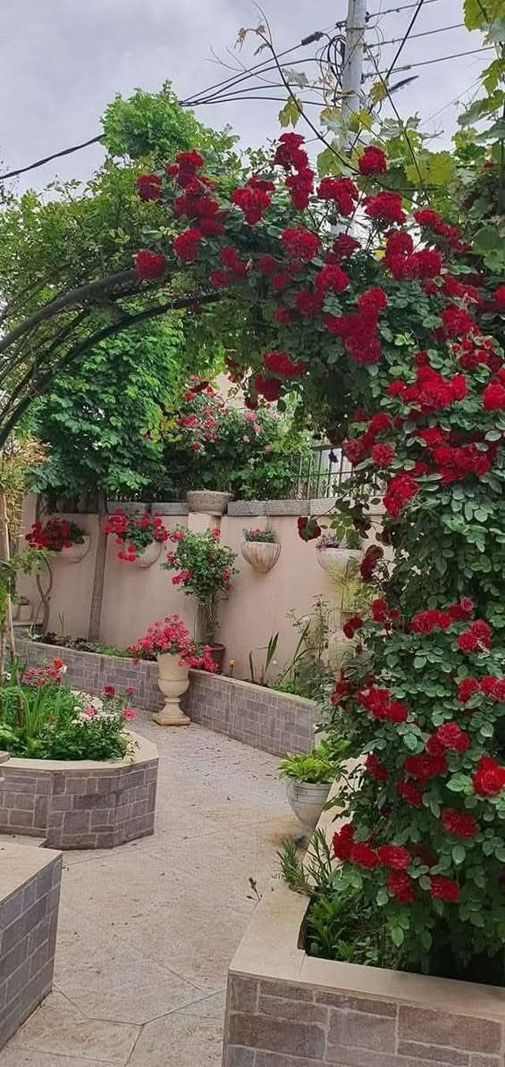 انواع الاشجار بسعار مناسبه موقع المشتل قرب الجامع يم ابو الأسماك شارع مدرسة البصره
