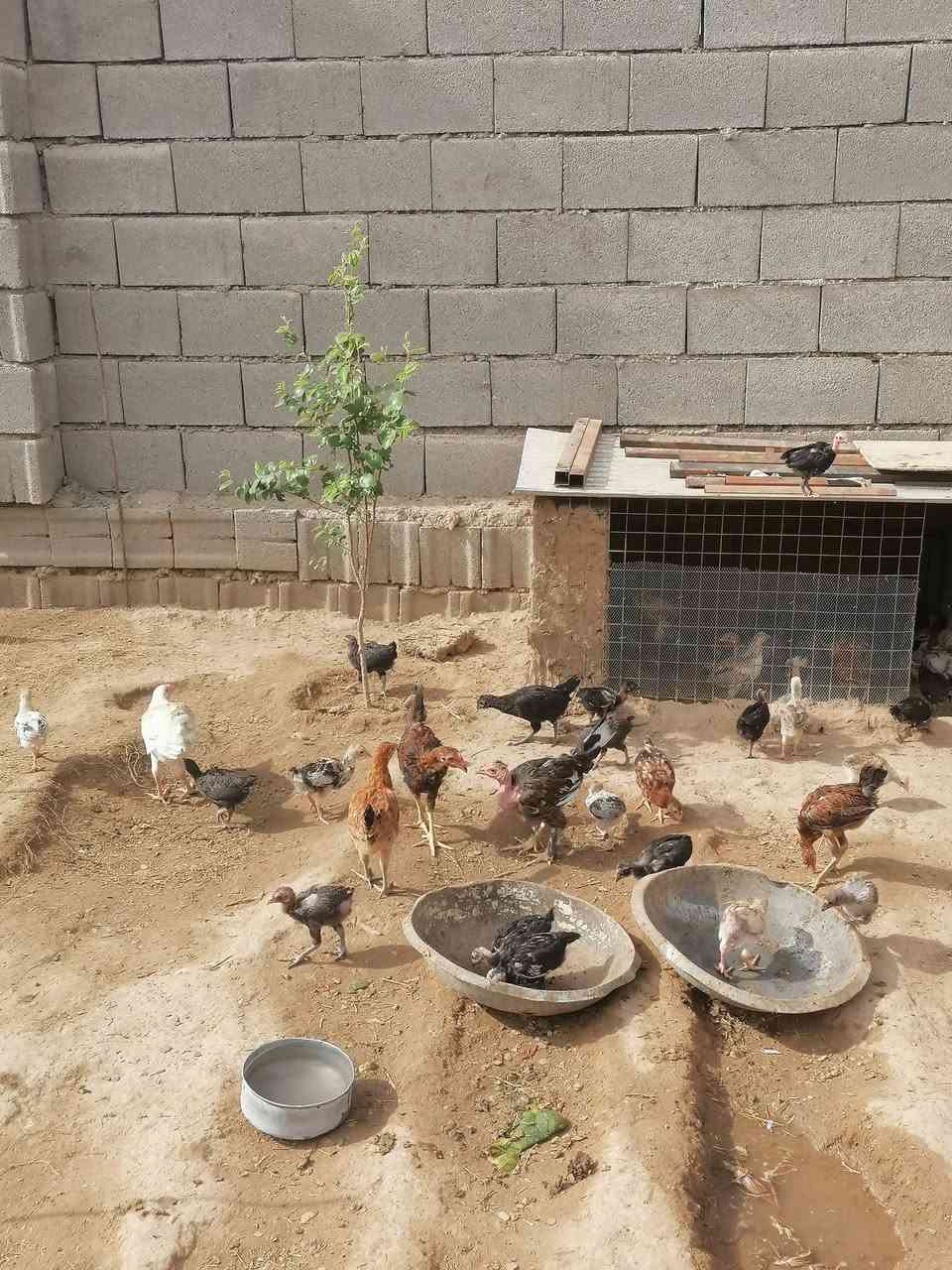 تكريت • دجاج مال بيت • ماخذات لقاحات