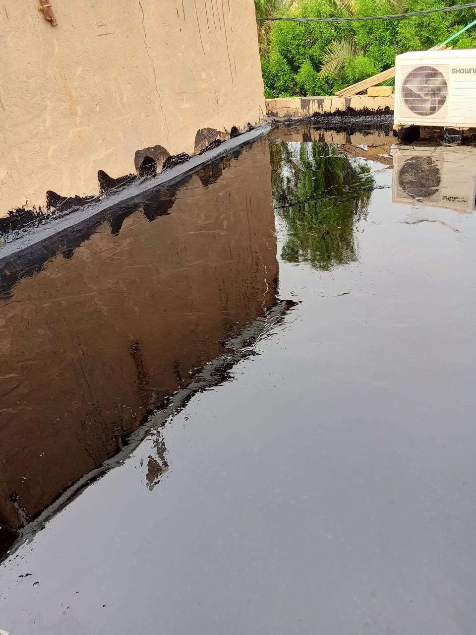 ماستك • زفت دهني • خلفه