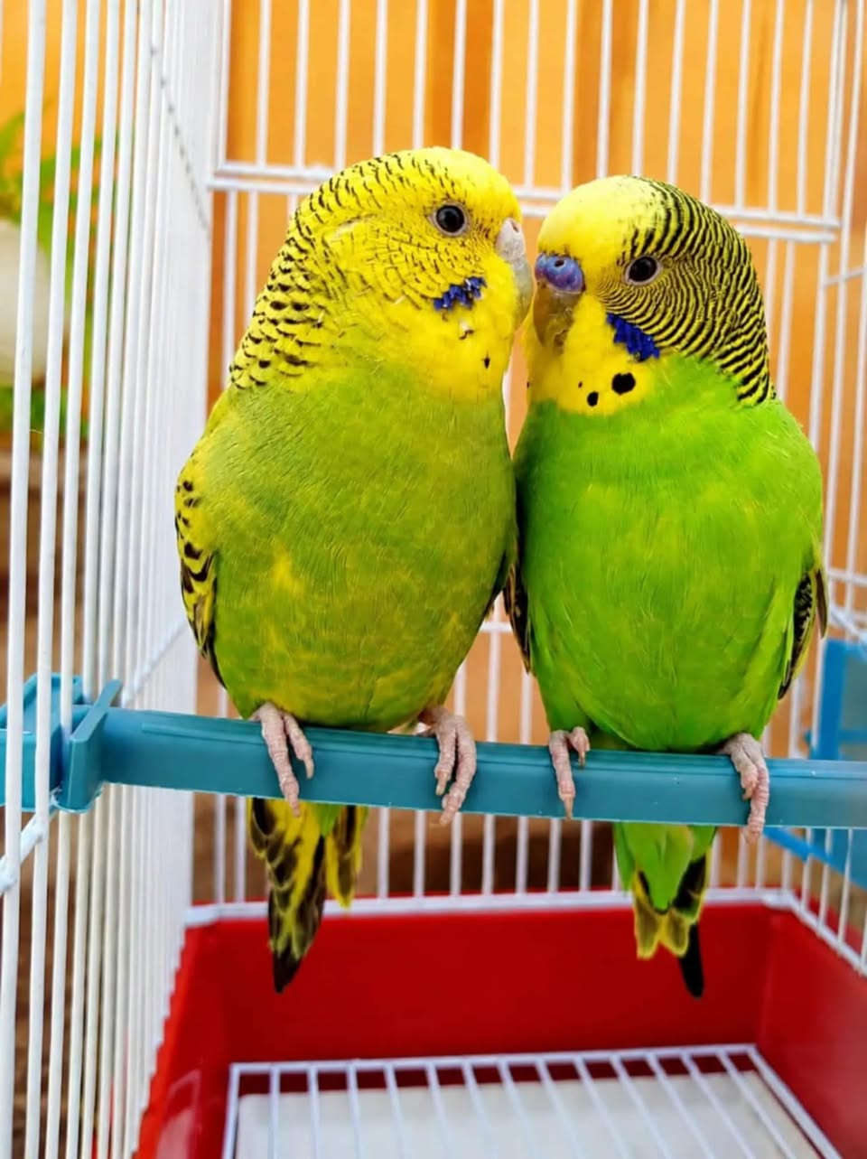 توفر ترتيب هدايه پأشكال محتلفه  معه طيور لحب وبأنسب الأسعار ***********✨✨💕
