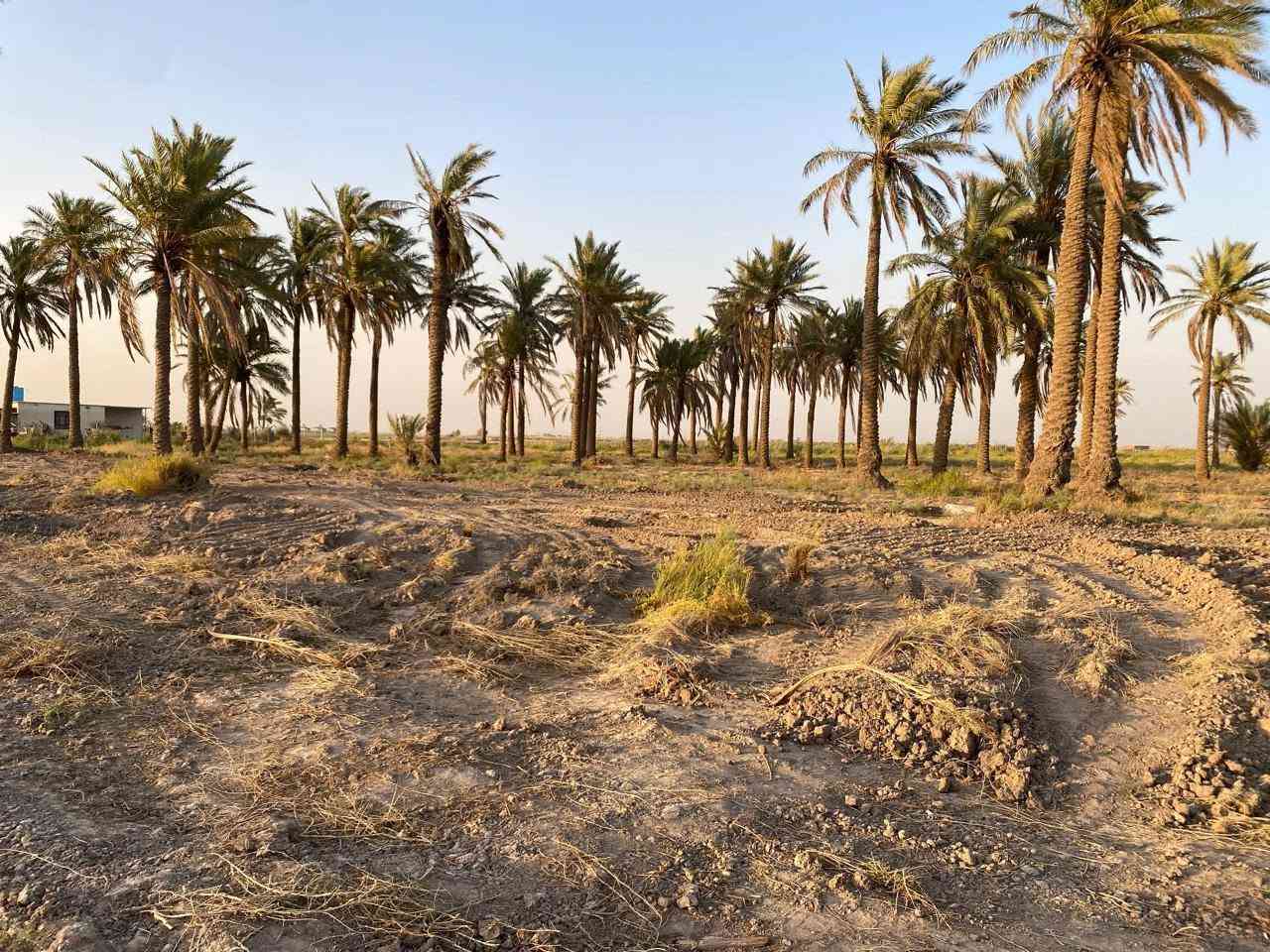 السلام عليكم ٣ دوانم سند 25 الصويره منطقه الصامدين سعر الدونم ٣٢
***********
