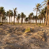 الصويره منطقة الصامدين • ٣ دوانم • سند ٢٥