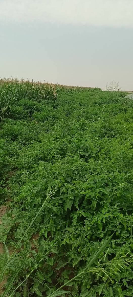 سلام عليكم 🫲موجو صفره لبيع المساحه خير من الله 🙏 لبيع سيلاج اوخضير يذ اكو شراي الله محيك 🤝
المكان قراء الحلوات قريت عتيره السادء البكاره 🇮🇶
تصال 📲***********🤝
